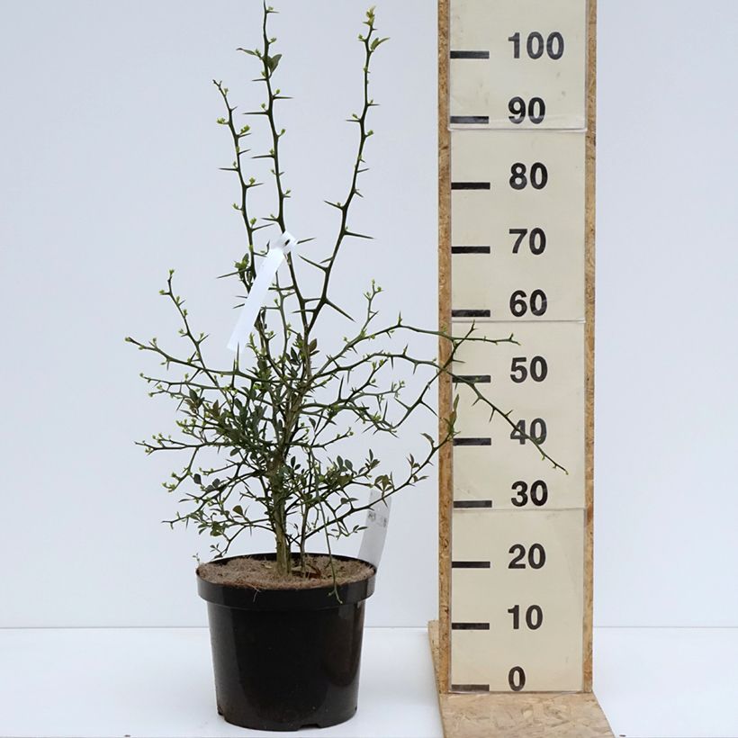 Spécimen de Poncirus trifoliata Flying Dragon - Citronnier tortueux Pot de 3L/4LHauteur livrée env. 30/40cm tel que livré au printemps