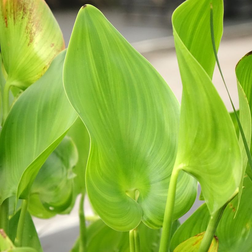Pontederia cordata Pink Pons - Pontédérie à feuilles en cœur (Feuillage)