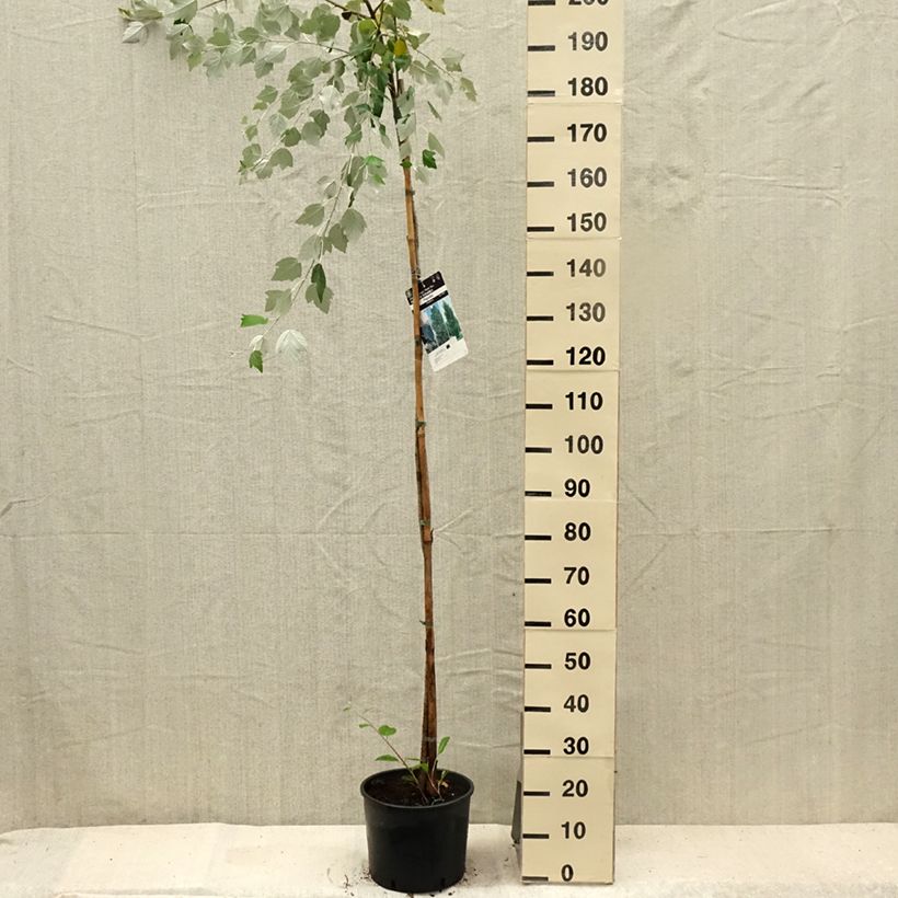 Spécimen de Populus alba - Peuplier blanc, de Hollande Pot de 7,5L/10L tel que livré en été