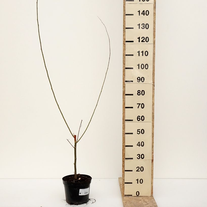 Spécimen de Populus alba Richardii - Peuplier blanc - Pot de 4L/5L tel que livré en hiver