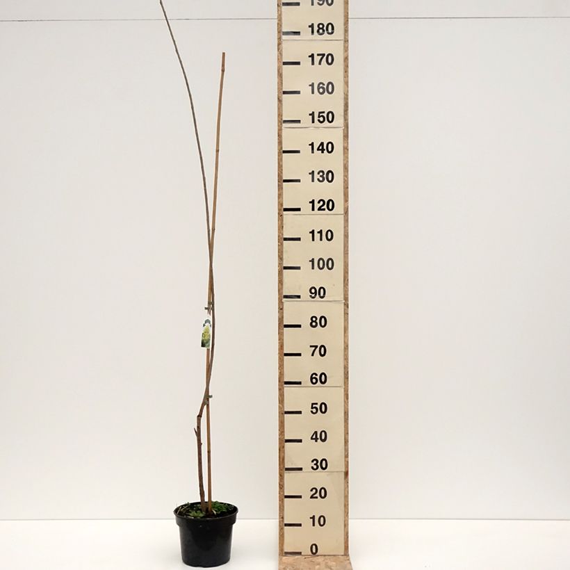 Spécimen de Populus x canadensis Serotina Aurea - Peuplier euraméricain - Pot de 4L/5L tel que livré en hiver