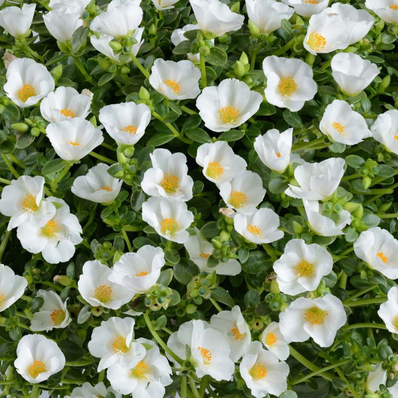 Portulaca Pazzaz White - Pourpier annuel (Floraison)