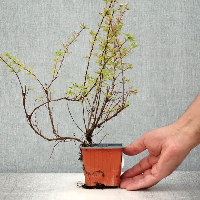 Spécimen de Potentilla fructicosa Glamour Girl - Potentille arbustive Godet de 8/9 cm tel que livré en été