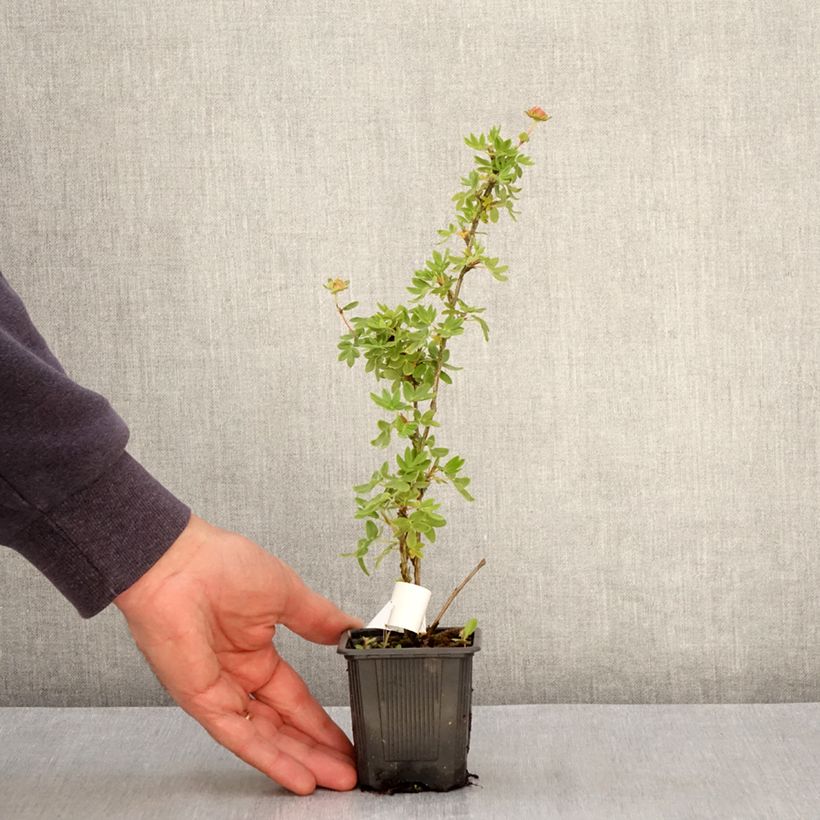 Spécimen de Potentilla fruticosa Creme brulée- Potentille arbustive Godet de 8/9 cm tel que livré au printemps