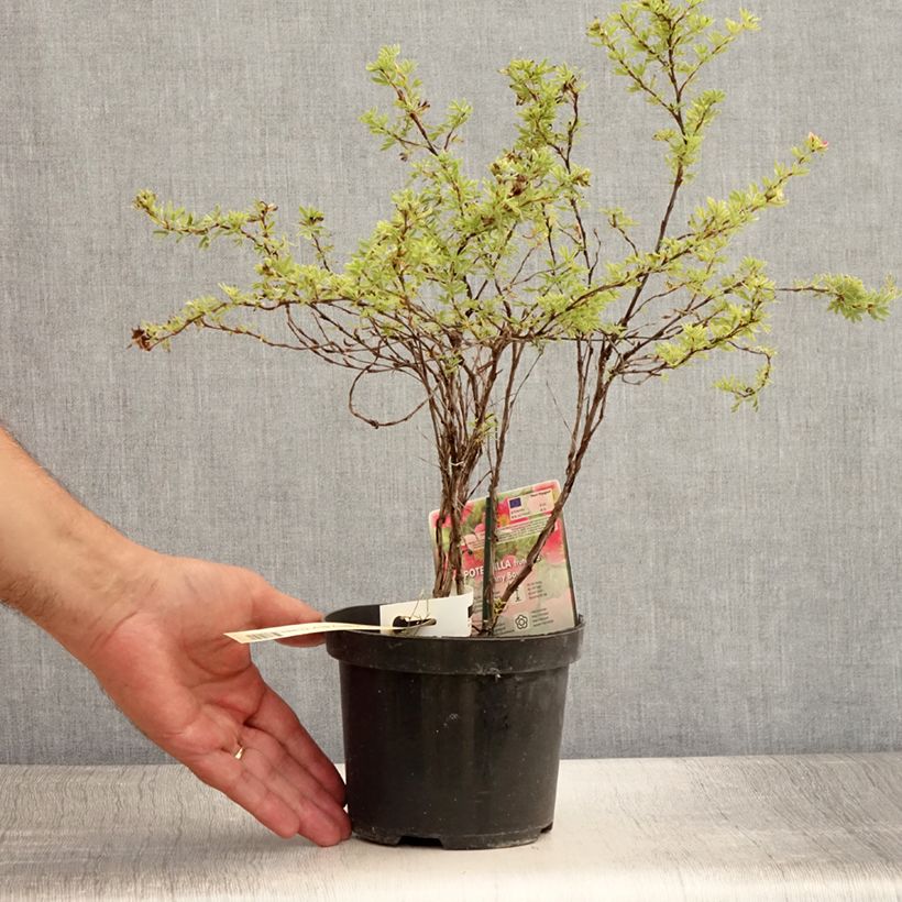 Spécimen de Potentilla fruticosa Danny Boy - Potentille arbustive à fleurs simples rose framboise Pot de 2L/3L tel que livré en été