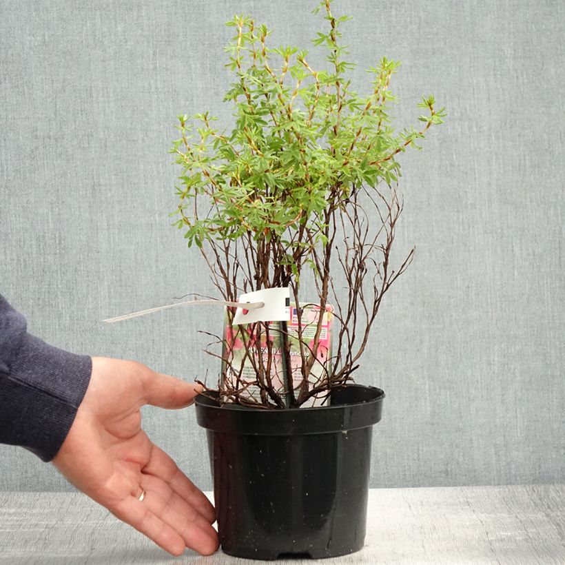 Spécimen de Potentilla fruticosa Danny Boy - Potentille arbustive à fleurs simples rose framboise Pot de 2L/3L tel que livré au printemps