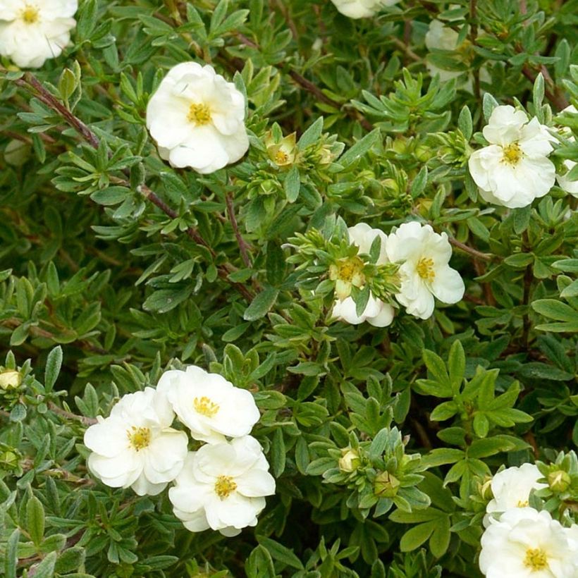 Potentille arbustive - Potentilla fruticosa Double Punch Cream (Feuillage)