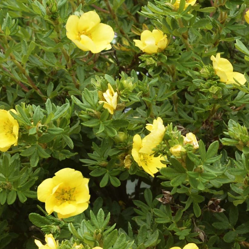 Potentille arbustive - Potentilla fruticosa Double Punch Gold (Feuillage)