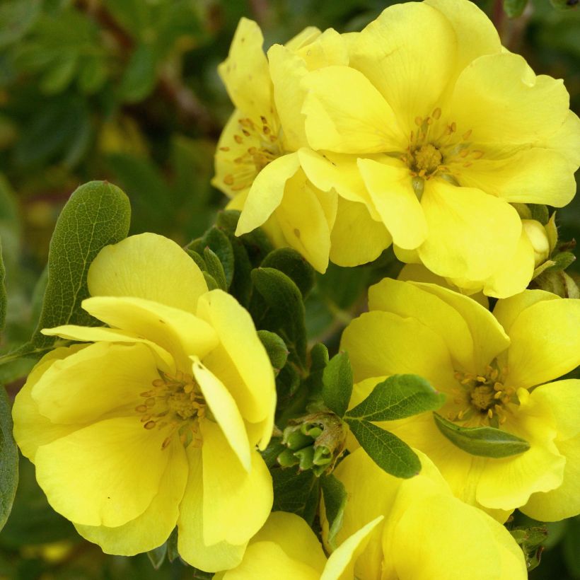 Potentille arbustive - Potentilla fruticosa Double Punch Gold (Floraison)