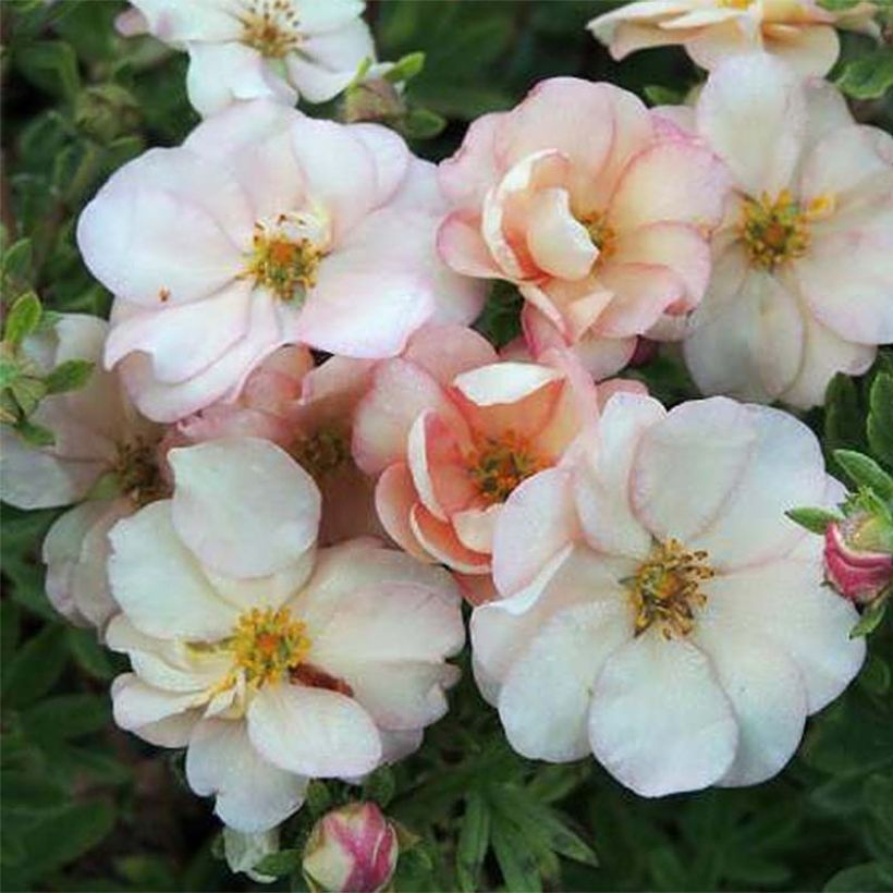 Potentilla fruticosa Double Punch Pastel - Potentille arbustive (Floraison)