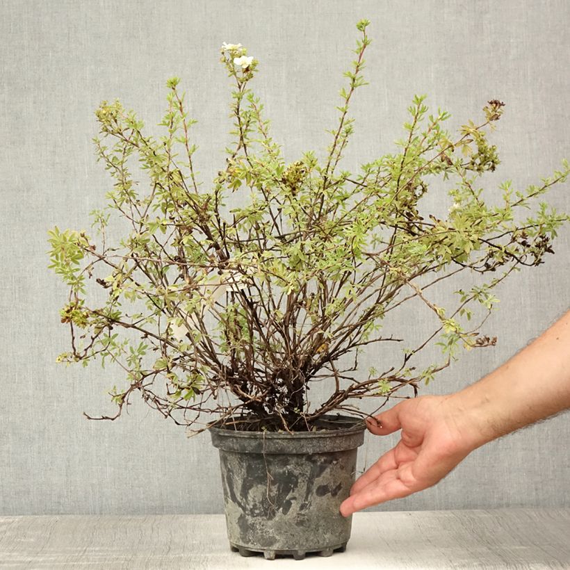 Spécimen de Potentilla fruticosa Double Punch Pastel - Potentille arbustive Pot de 3L/4L tel que livré en été