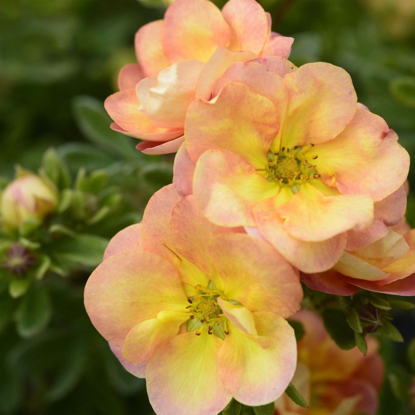 Potentille arbustive - Potentilla fruticosa Double Punch Peach (Floraison)