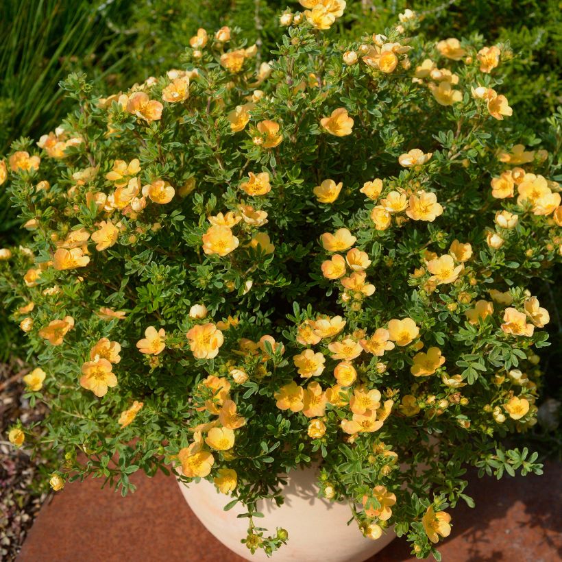 Potentille arbustive - Potentilla fruticosa Double Punch Peach (Port)