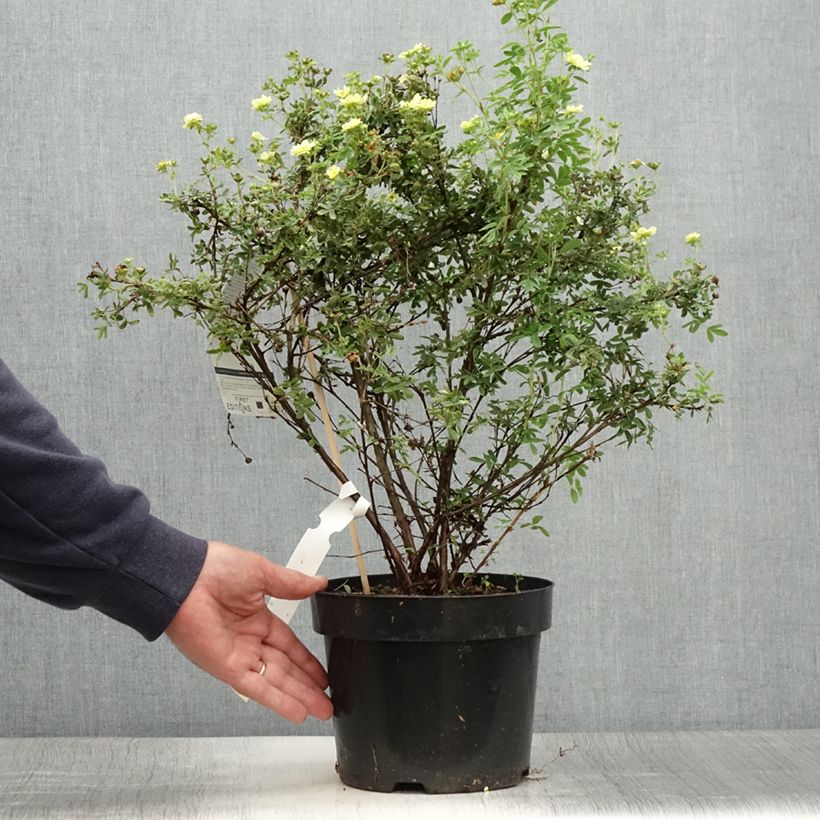 Spécimen de Potentilla fruticosa Lemon Meringue- Potentille arbustive Pot de 2L/3L tel que livré en été