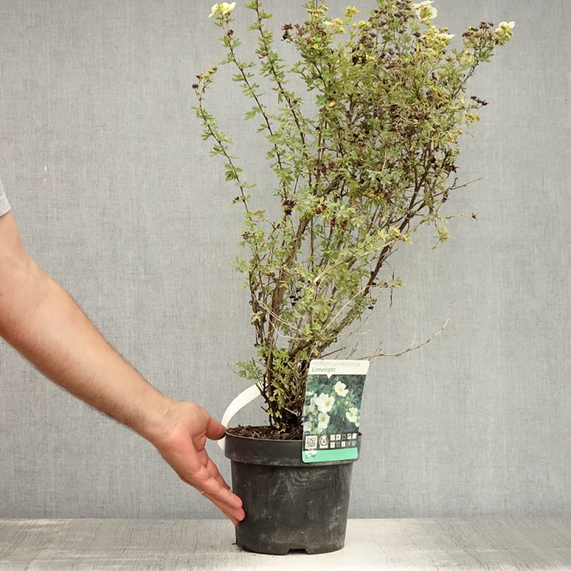 Spécimen de Potentilla fruticosa Limelight- Potentille arbustive Pot de 3L/4L tel que livré en été