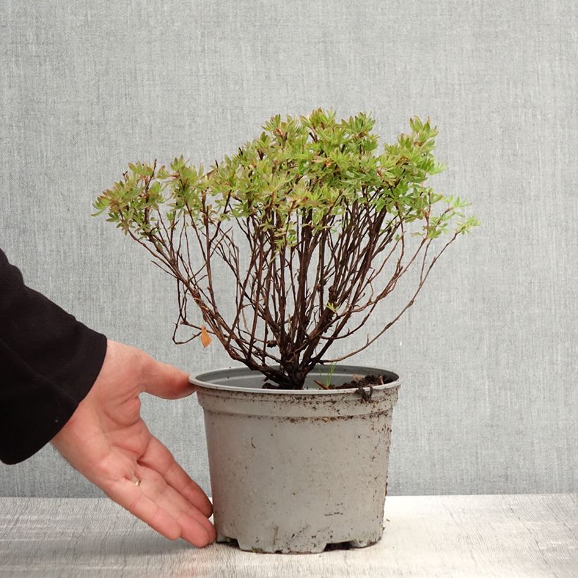 Spécimen de Potentilla fruticosa Lovely Pink- Potentille arbustive Pot de 1,5L/2LHauteur livrée env. 20/30cm tel que livré au printemps