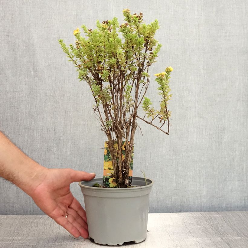 Spécimen de Potentilla fruticosa Mango Tango- Potentille arbustive Pot de 2L/3L tel que livré en été