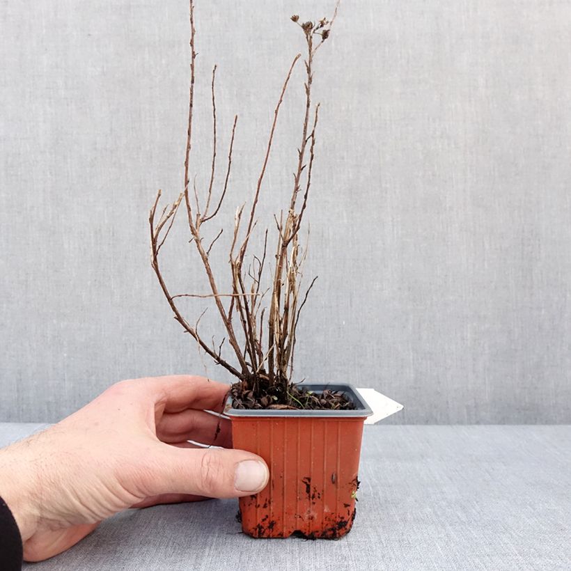 Spécimen de Potentilla fruticosa Mango Tango- Potentille arbustive Godet de 8/9 cm tel que livré en hiver