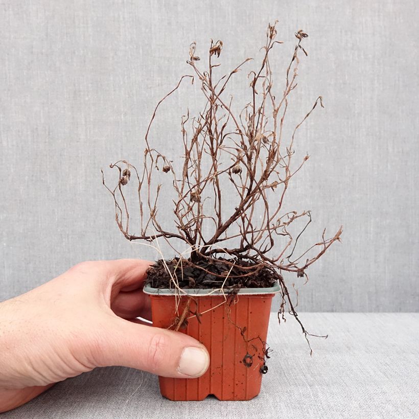 Spécimen de Potentilla fruticosa Marian Red Robin - Potentille arbustive Godet de 8/9 cm tel que livré en hiver