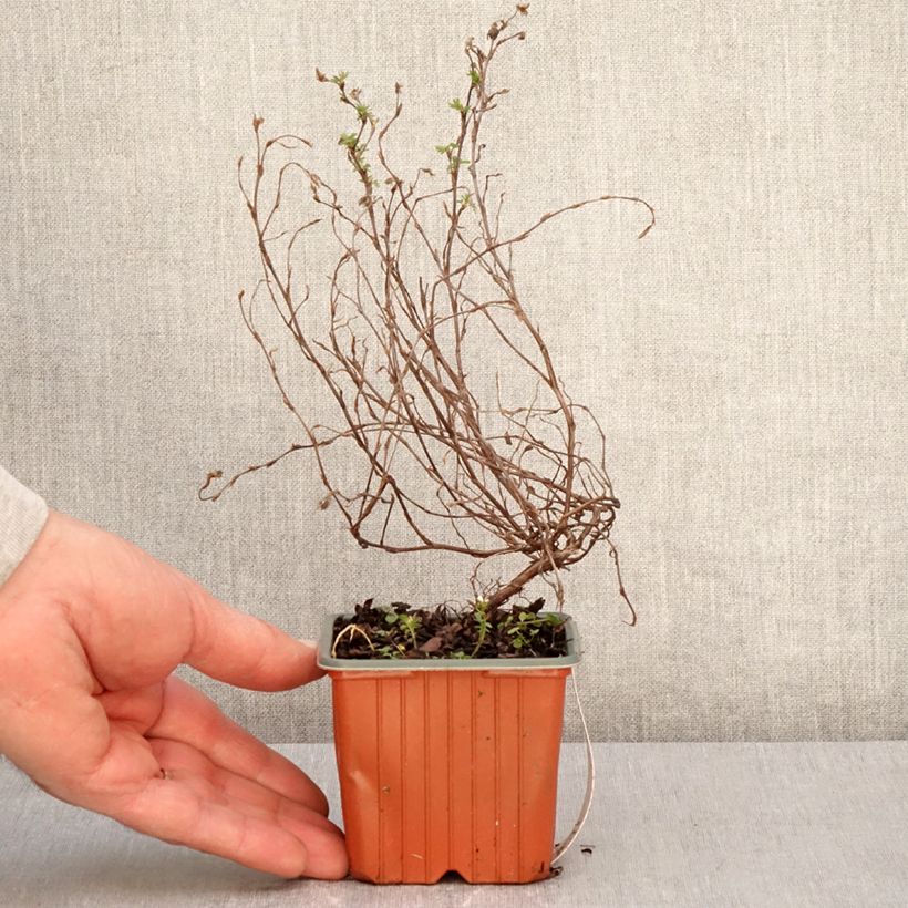 Spécimen de Potentilla fruticosa Marian Red Robin - Potentille arbustive - Godet de 8/9 cm tel que livré au printemps