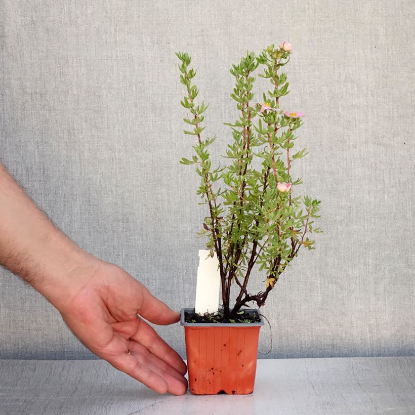 Spécimen de Potentilla fruticosa Pink Paradise - Potentille arbustive Godet de 8/9 cm tel que livré en été