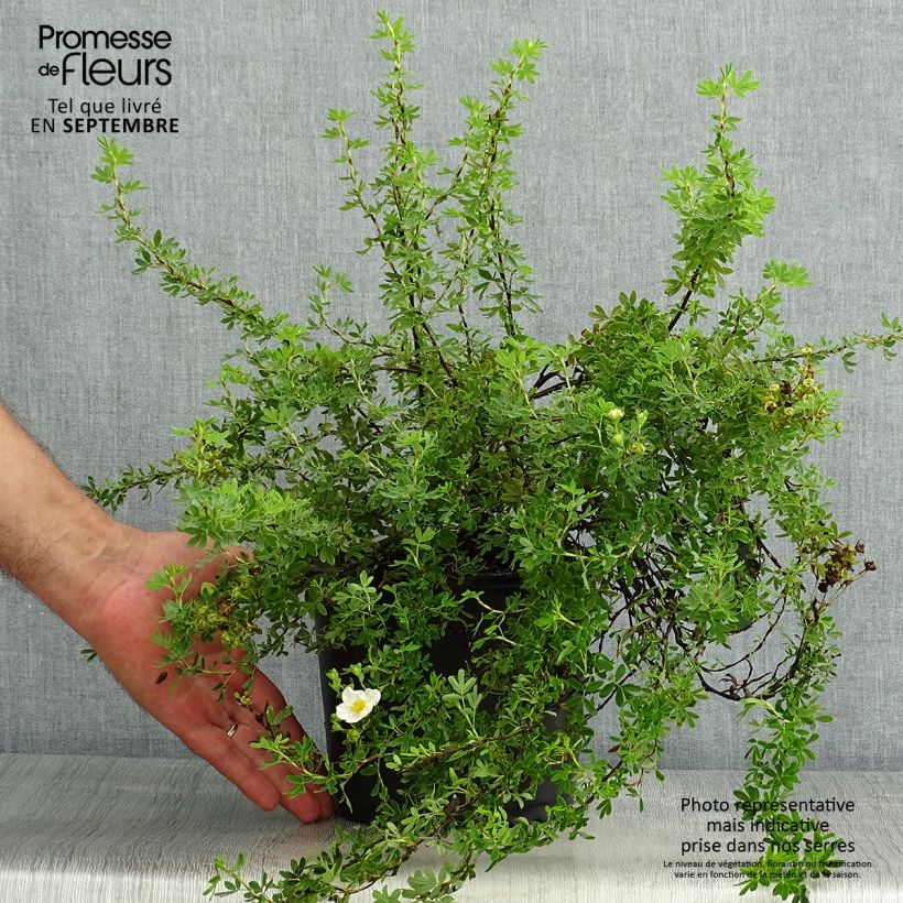 Spécimen de Potentilla fruticosa Princess Pink Queen - Potentille arbustive Pot de 2L/3L tel que livré en été