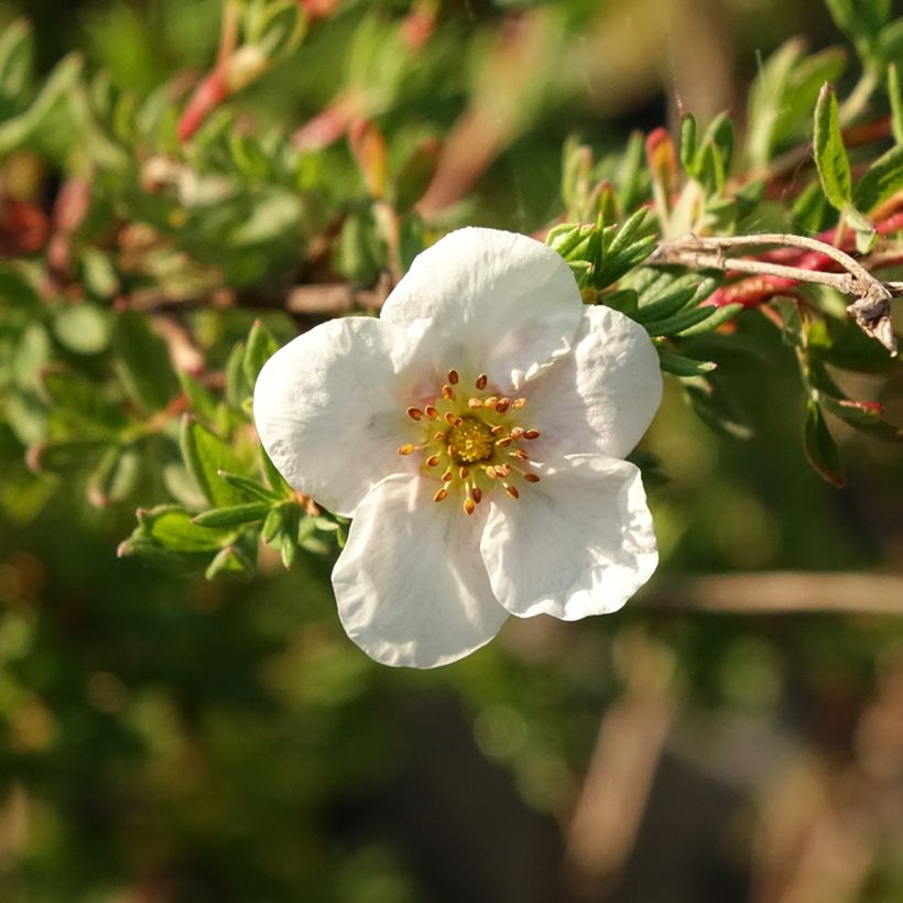 Potentilla fruticosa Princess Pink Queen - Potentille arbustive (Floraison)