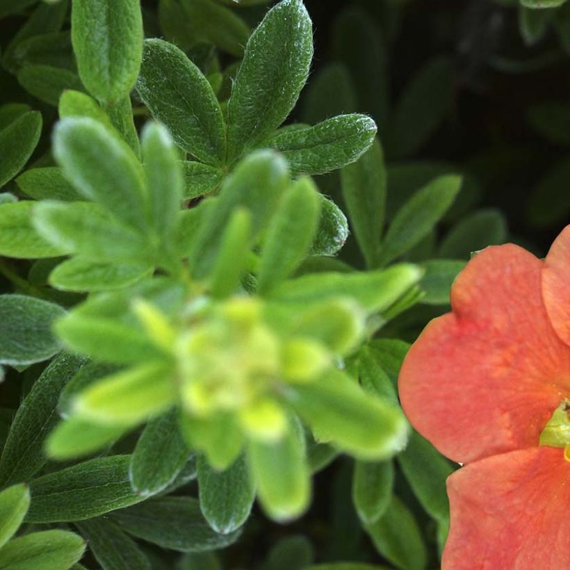 Potentille arbustive - Potentilla fruticosa Red'issima (Feuillage)