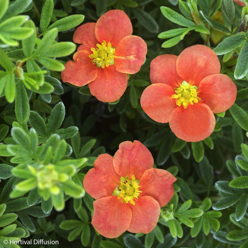 Potentille arbustive - Potentilla fruticosa Red'issima (Floraison)