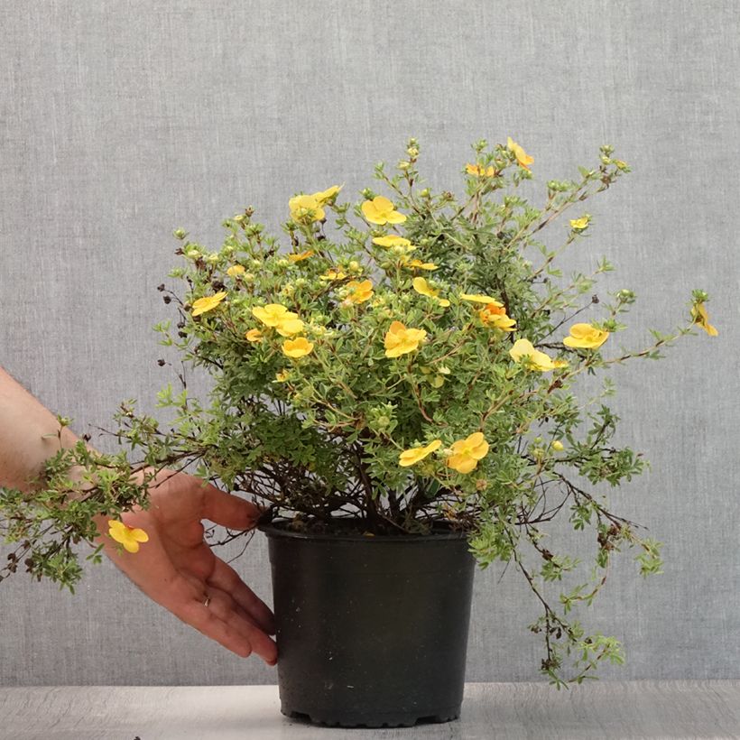 Spécimen de Potentilla fruticosa Tangerine - Potentille arbustive  Pot de 2L/3L tel que livré en été