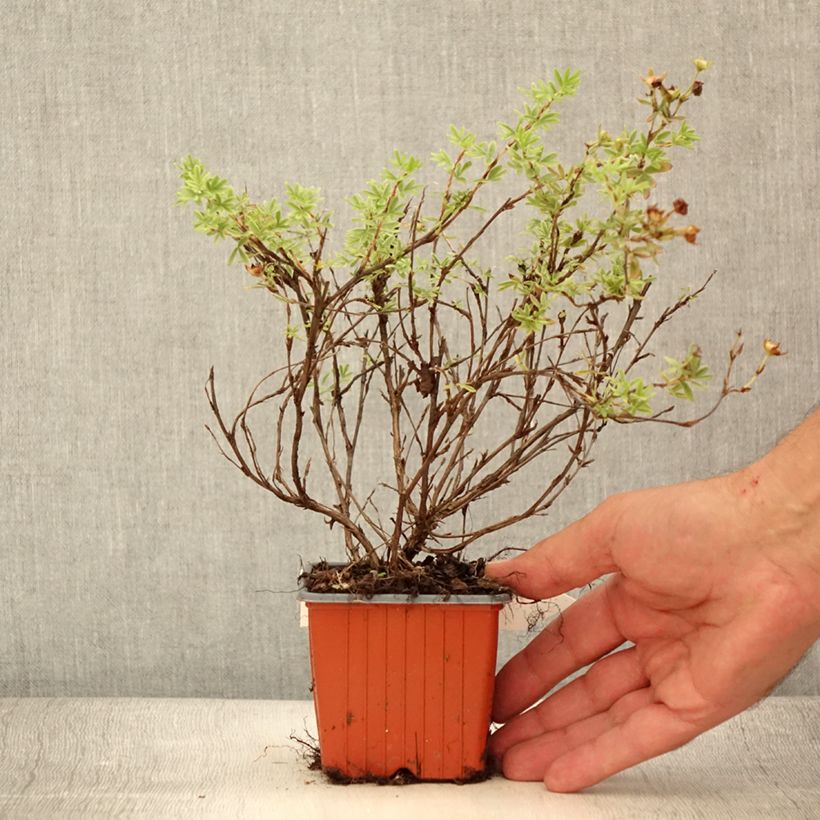Spécimen de Potentilla fruticosa Tangerine - Potentille arbustive  Godet de 8/9 cm tel que livré en été