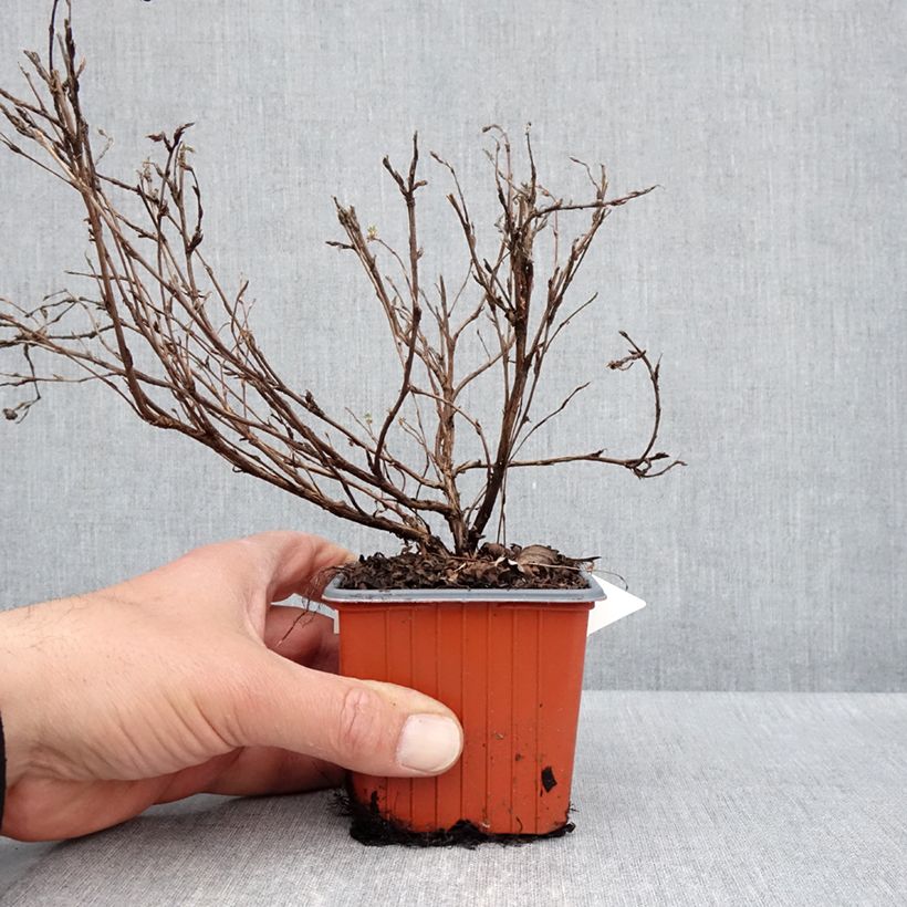 Spécimen de Potentilla fruticosa Tangerine - Potentille arbustive  - Godet de 8/9 cm tel que livré au printemps