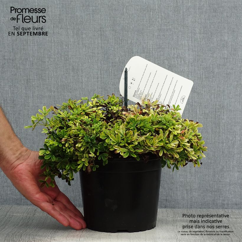 Spécimen de Potentilla tridentata Nuuk - Potentille vivace Pot de 1,5L/2L tel que livré en été