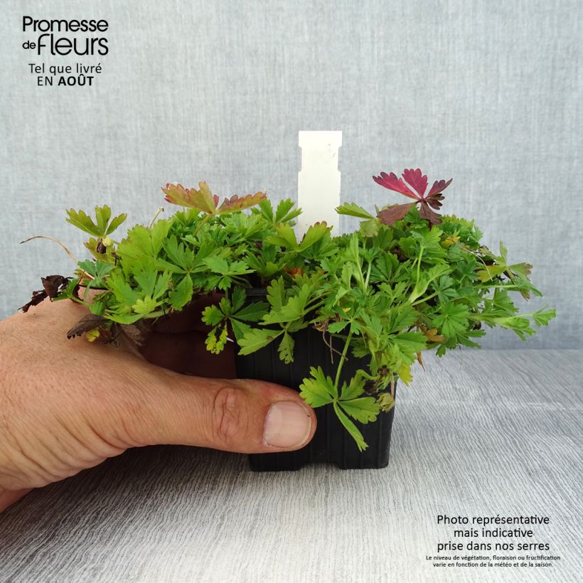 Spécimen de Potentilla verna - Potentille de printemps Godet de 8/9 cm tel que livré en été