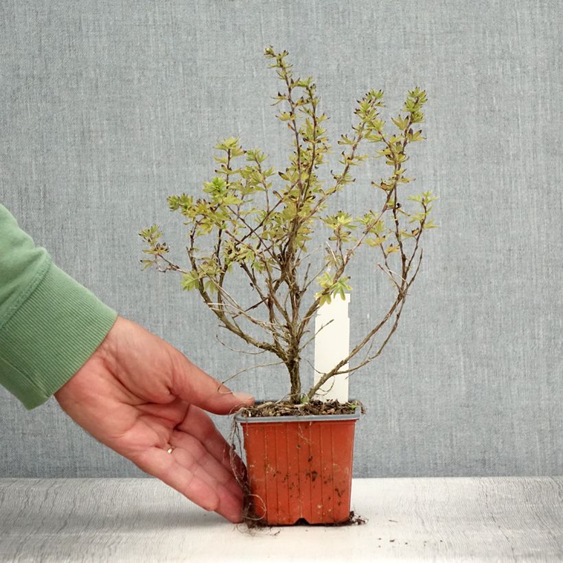 Spécimen de Potentille arbustive Bella Apple - Potentilla fruticosa  Godet de 8/9 cm tel que livré en été