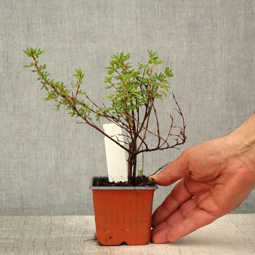 Spécimen de Potentille arbustive Bella Apple - Potentilla fruticosa  - Godet de 8/9 cm tel que livré au printemps