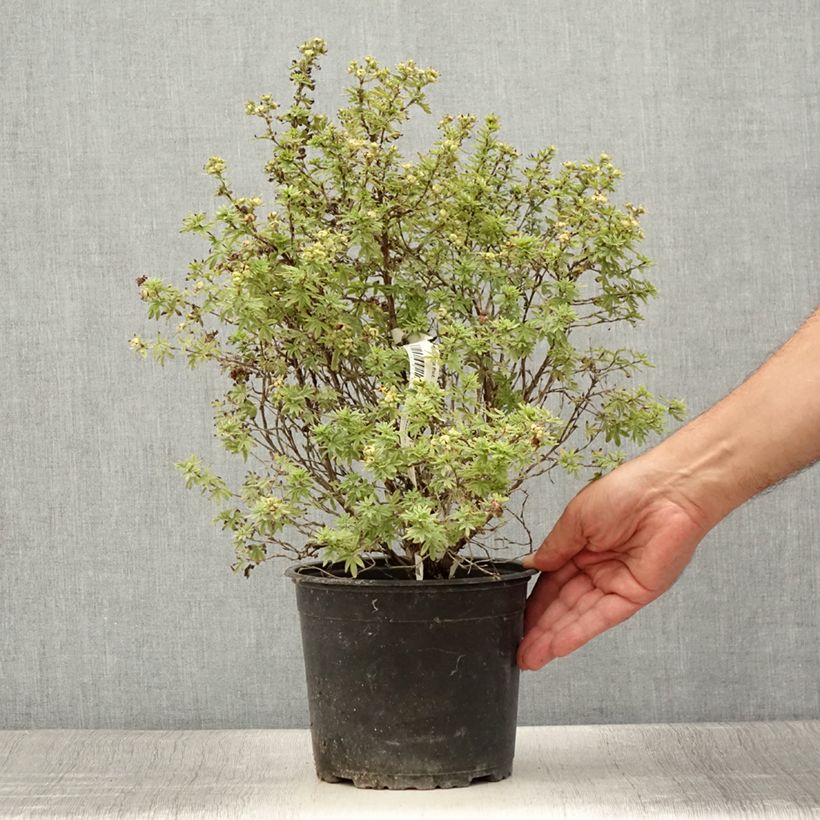 Spécimen de Potentille arbustive Bella Apple - Potentilla fruticosa  Pot de 3L/4L tel que livré en été