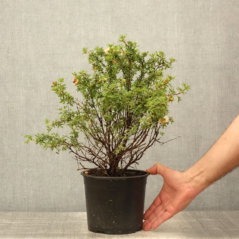 Spécimen de Potentille arbustive Bella Apple - Potentilla fruticosa  - Pot de 3L/4L tel que livré au printemps