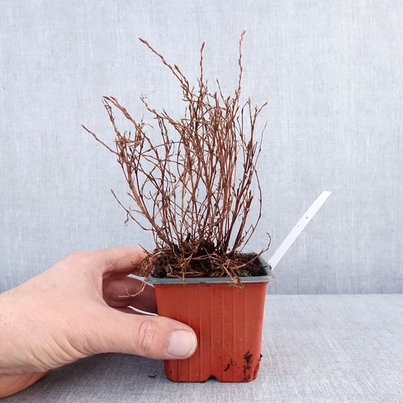 Spécimen de Potentille arbustive Bella Lindsey - Potentilla fruticosa Godet de 8/9 cm tel que livré en hiver