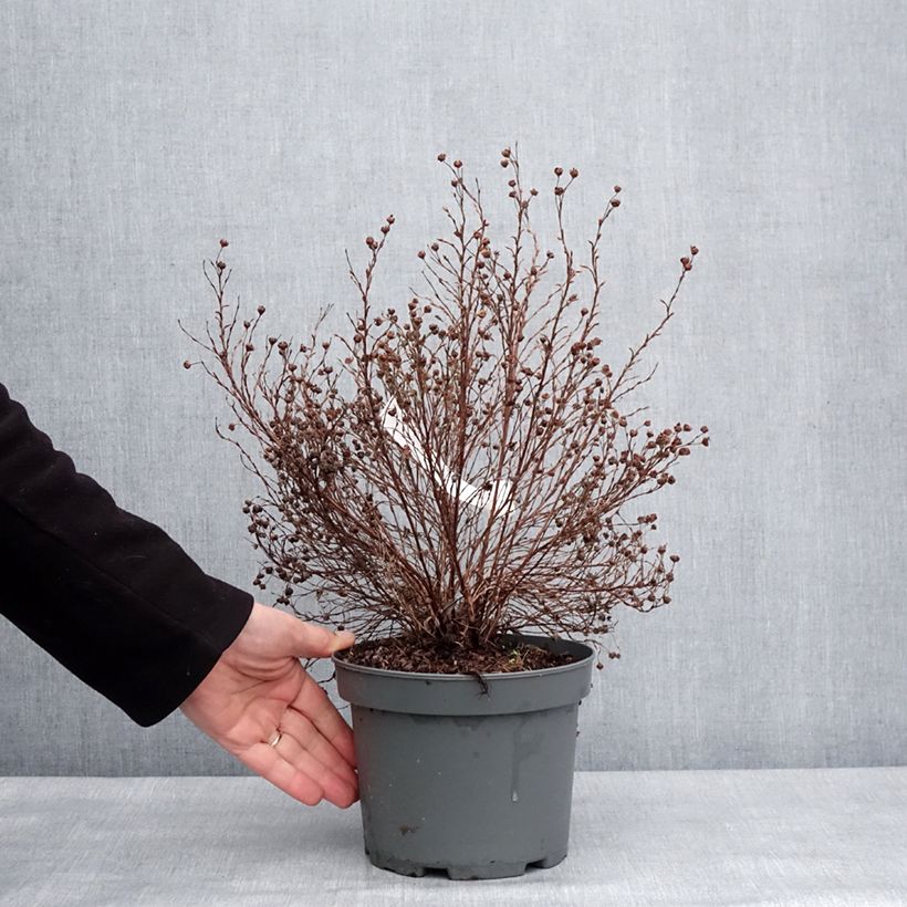 Spécimen de Potentille arbustive Bella Lindsey - Potentilla fruticosa Pot de 2L/3L tel que livré en hiver