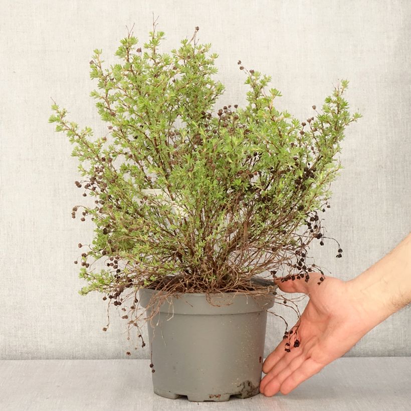 Spécimen de Potentille arbustive Bella Lindsey - Potentilla fruticosa Pot de 3L/4L tel que livré au printemps