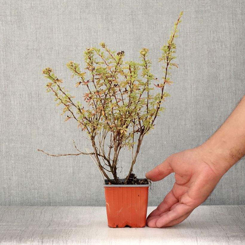 Spécimen de Potentille arbustive Bella Rosa - Potentilla fruticosa - Godet de 8/9 cm tel que livré en été