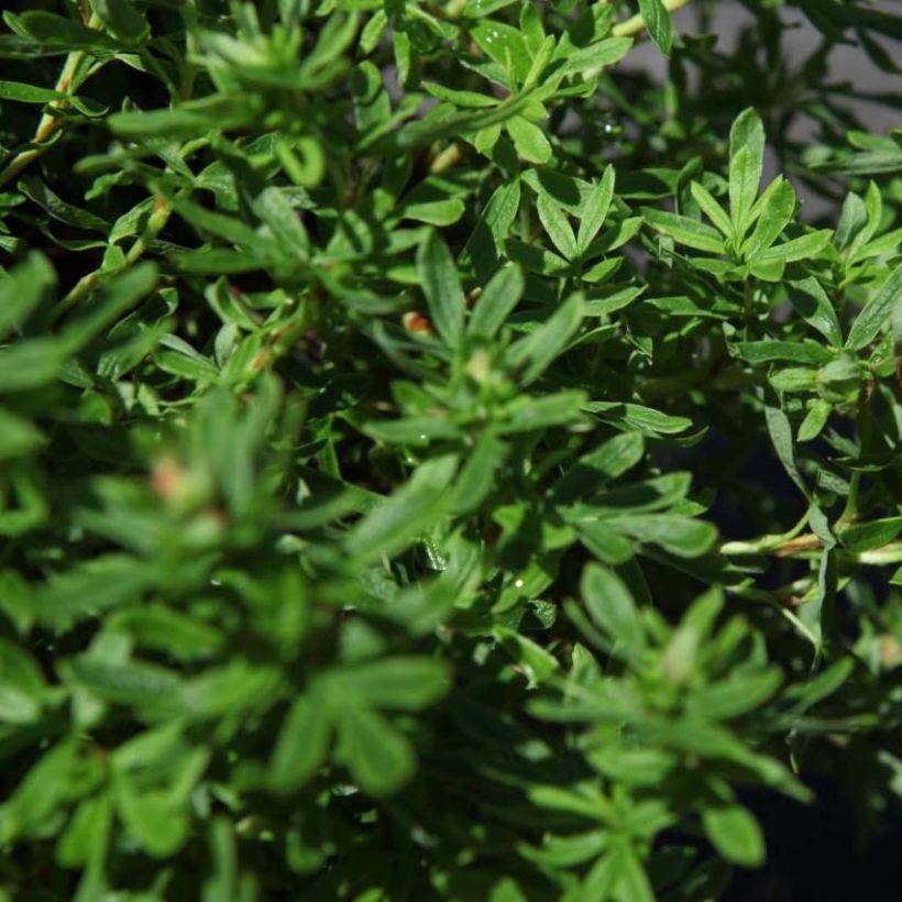 Potentille arbustive Bella Sol - Potentilla fruticosa (Feuillage)