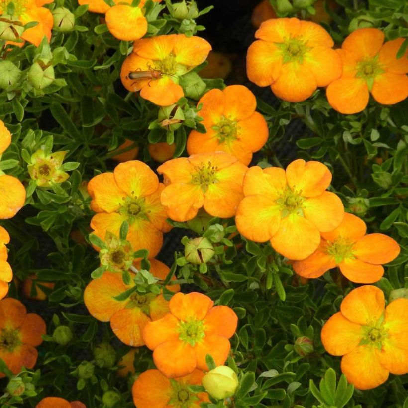 Potentille arbustive Bella Sol - Potentilla fruticosa (Floraison)