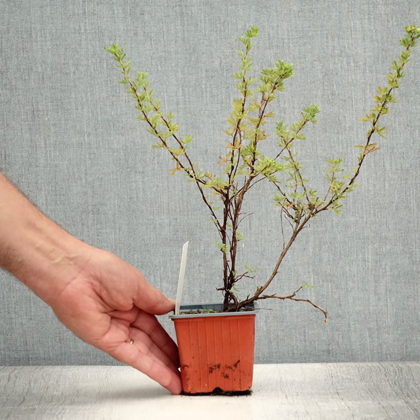 Spécimen de Potentille arbustive Hopley's Orange Godet de 8/9 cm tel que livré en été