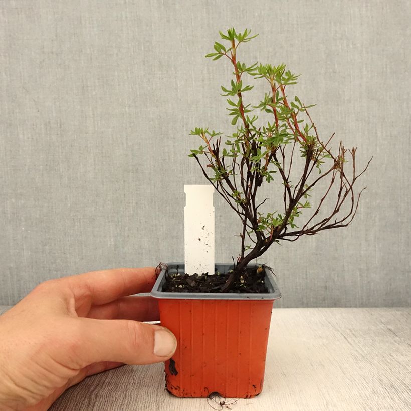 Spécimen de Potentille arbustive Hopley's Orange - Godet de 8/9 cm tel que livré au printemps