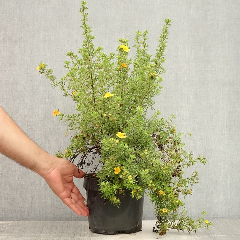 Spécimen de Potentille arbustive Hopley's Orange Pot de 3L/4L tel que livré en été