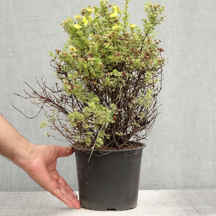 Spécimen de Potentille arbustive Kobold Pot de 3L/4L tel que livré en été
