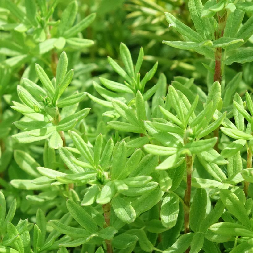 Potentille arbustive Marmalade - Potentilla fruticosa (Feuillage)