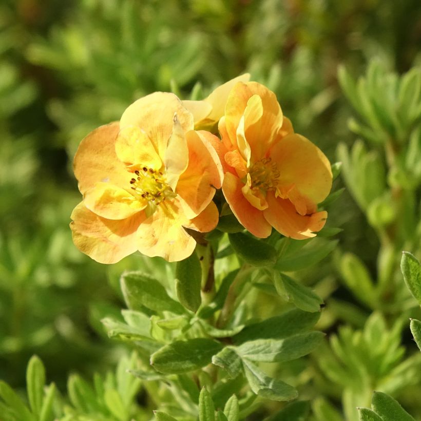 Potentille arbustive Marmalade - Potentilla fruticosa (Floraison)
